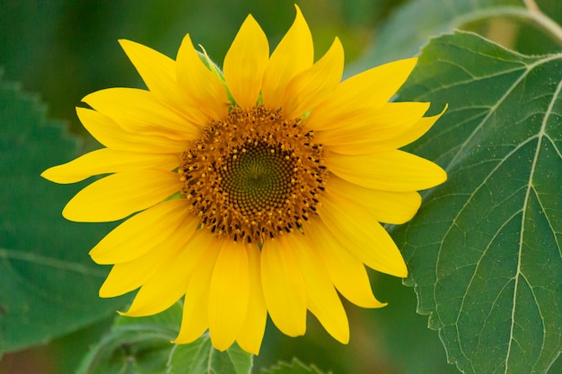 Primo piano del girasole sull'azienda agricola o sul prato.