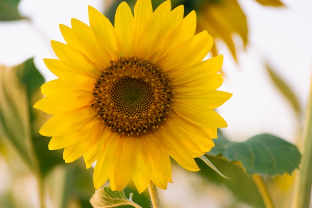 Primo piano del girasole sull'azienda agricola o sul prato.