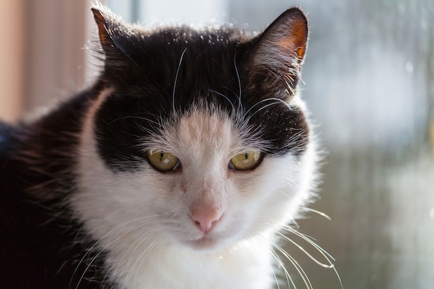 Primo piano del grazioso gatto soriano