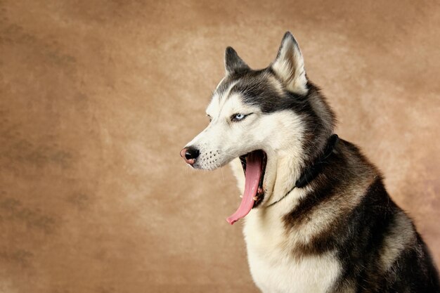 Primo piano del husky siberiano di razza pura con la bocca aperta su sfondo vintage