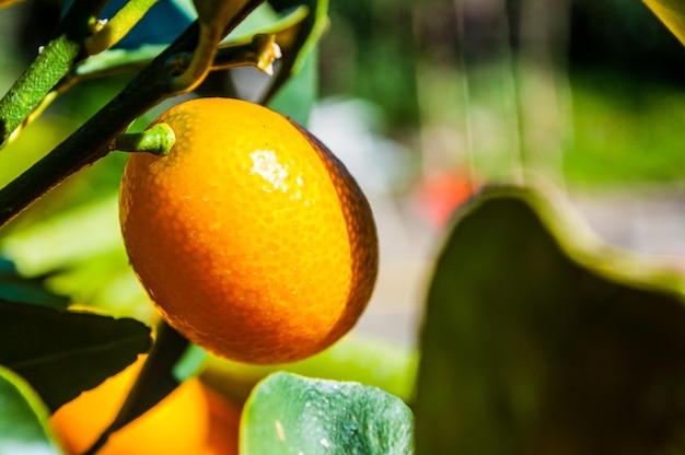 Primo piano del kumquat sulla pianta