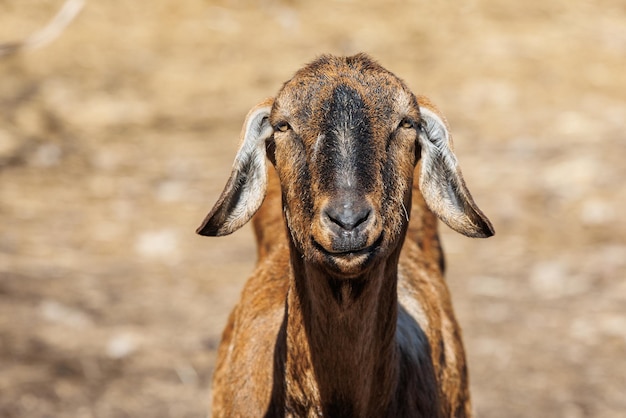 Primo piano del lama all'ecofarm nel paddock di primavera