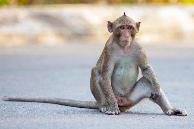 Primo piano del macaco nel suo habitat naturale Scimmie del sud-est asiatico Girato in Cambogia