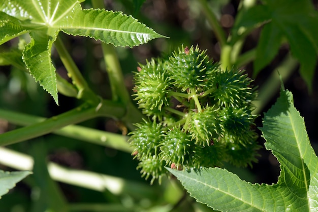 Primo piano del mazzo di frutti del ricino