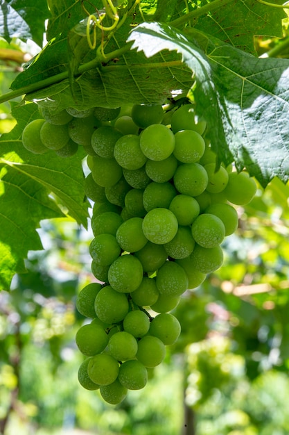 Primo piano del mazzo di uva da tavola sulla vite