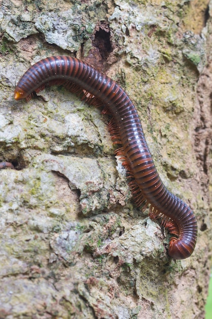 Primo piano del millepiedi sull&#39;albero