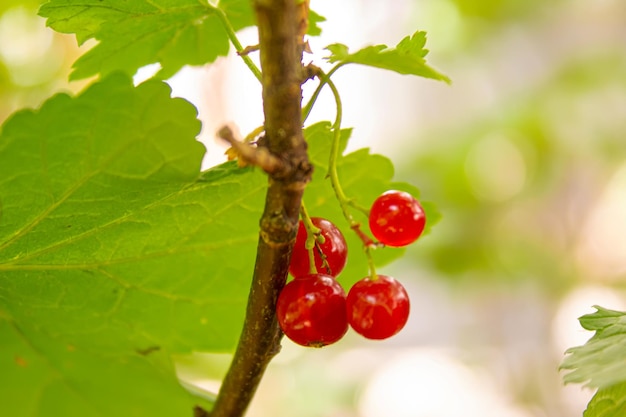 Primo piano del mirtillo rosso. vecchio mirtillo rosso. messa a fuoco selettiva.Cibo