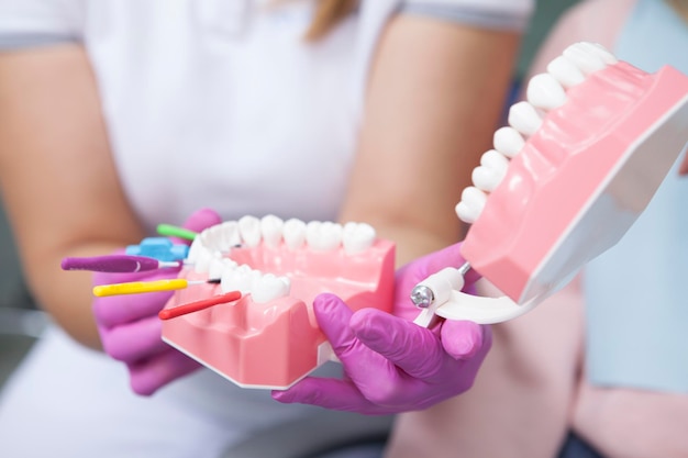 Primo piano del modello della mascella nelle mani del dentista femminile che dimostra l'uso di spazzolini interdentali