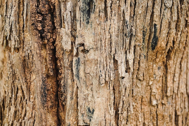 Primo piano del modello di crepe sui tronchi d'albero