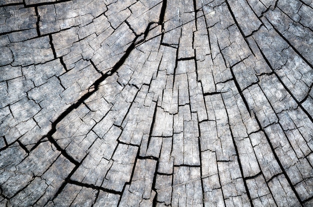 Primo piano del modello di struttura del ceppo di albero in bianco e nero. Particolare del legno con venature dall'aspetto antico e vintage. Astratto per lo sfondo della natura