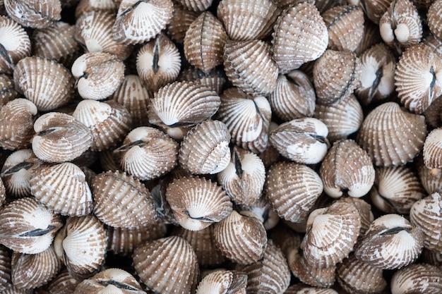 Primo piano del mucchio crudo del cockle su