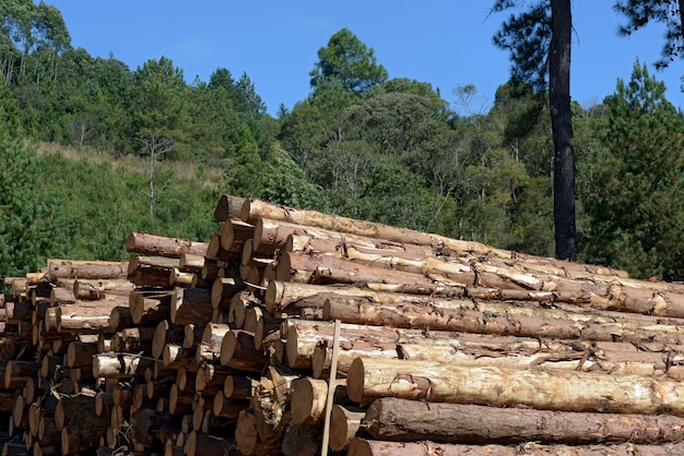 Primo piano del mucchio dei tronchi di albero in segheria, nella prospettiva