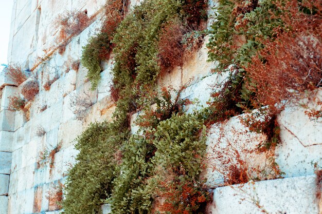 Primo piano del muro della Grecia antica con piante