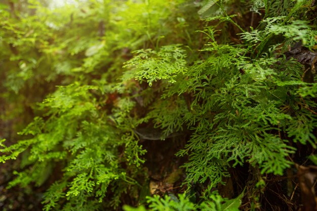 Primo piano del muschio di sfagno verde in autunno in tempo nebbioso della foresta pluviale tropicale