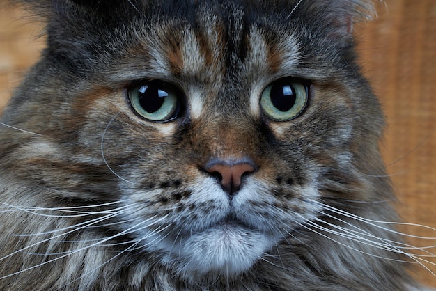 Primo piano del muso del gatto Maine Coon cat