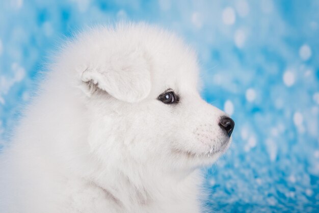 Primo piano del muso di cucciolo di cane Samoiedo bianco lanuginoso piccolo