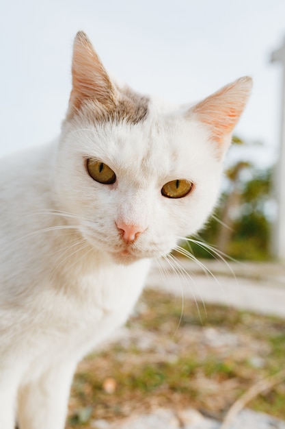 Primo piano del muso di un gatto bianco con un orecchio grigio