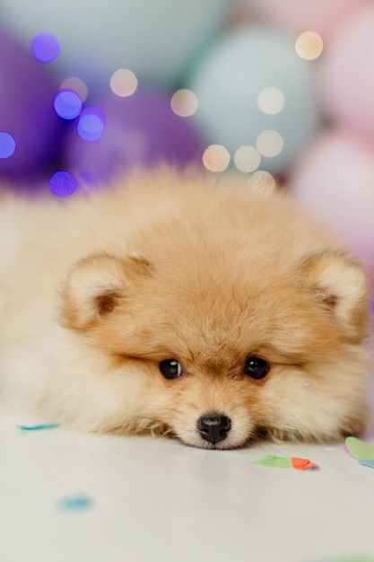 Primo piano del muso di un piccolo pomeranian lanuginoso rosso