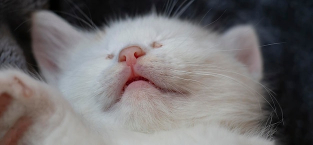 Primo piano del naso e della bocca socchiusa di un gatto Muso rosa del gattino bianco del naso di un primo piano del gatto addormentato