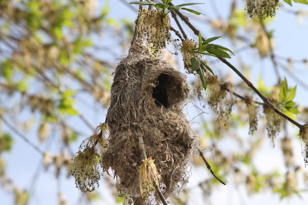 Primo piano del nido di Remez piccolo uccello canoro eurasiatico