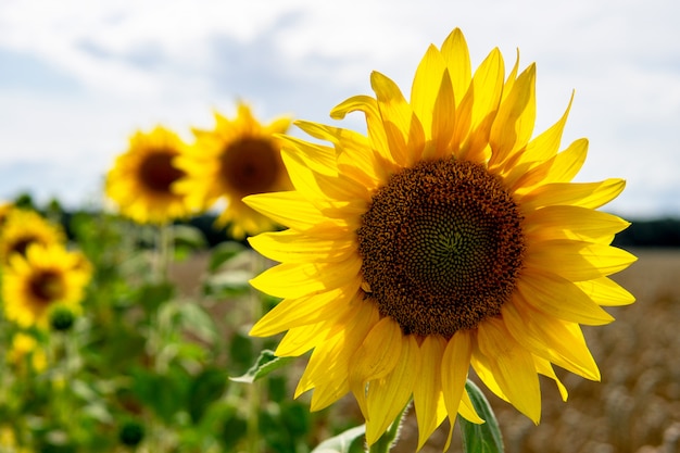 Primo piano del paesaggio del giacimento del girasole. Un grande campo di girasoli maturi