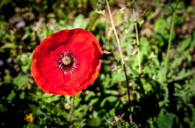 Primo piano del papavero in primavera