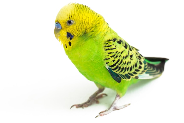 Primo piano del parrocchetto di Budgerigar