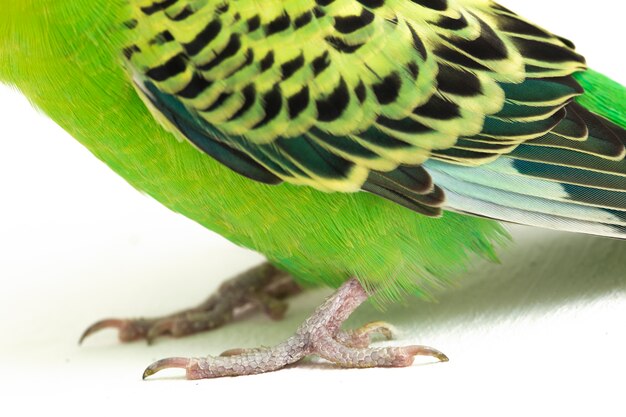 Primo piano del parrocchetto di Budgerigar