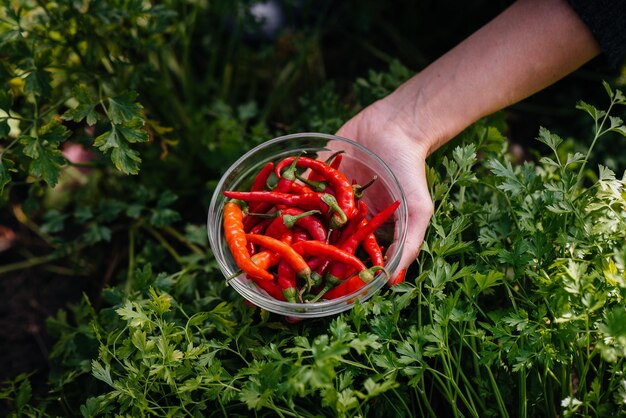 Primo piano del peperoncino piccante nelle mani di una ragazza sullo sfondo di un giardino e di una vegetazione. Cibo biologico sano e raccolta.