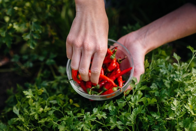 Primo piano del peperoncino piccante nelle mani di una ragazza sullo sfondo di un giardino e di una vegetazione. Cibo biologico sano e raccolta.