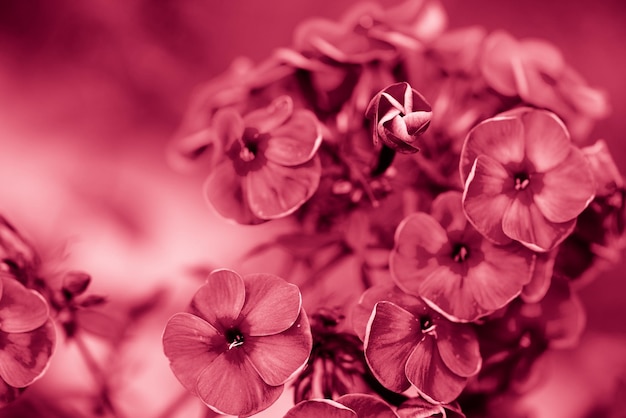 Primo piano del phlox rosa