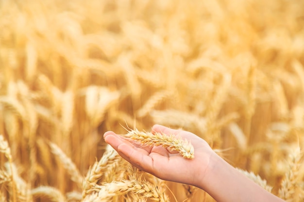 Primo piano del picco di grano in mano del bambino