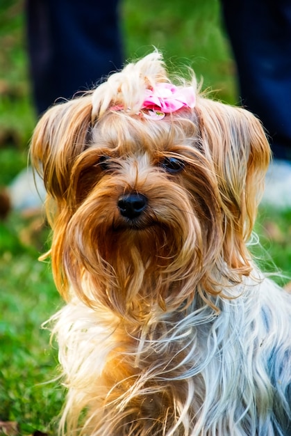 Primo piano del piccolo carino Yorkshire terrier