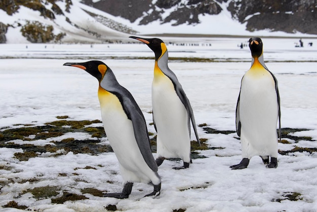 Primo piano del pinguino reale sull'isola della Georgia del Sud in Antartide