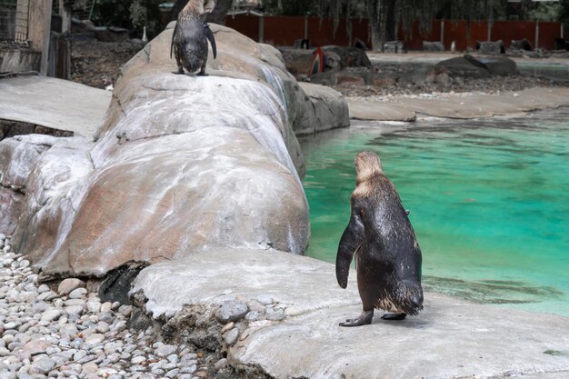 Primo piano del pinguino sullo sfondo dell'acqua blu dello zoo