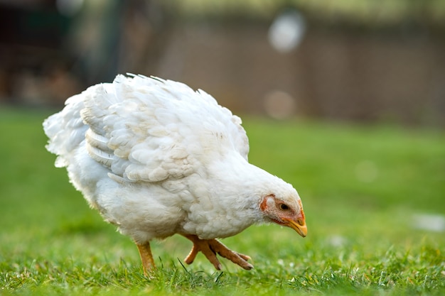 Primo piano del pollo in piedi sul cortile del granaio con erba verde