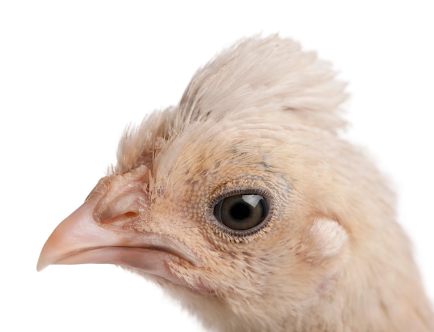 Primo piano del pollo polacco, vecchio 23 giorni isolato