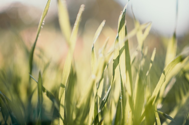 Primo piano del prato verde e del fogliame autunnale con lo spazio per la copia di messa a fuoco morbida del raggio di sole