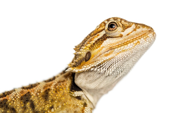 Primo piano del profilo di un drago barbuto, Pogona vitticeps, isolati su bianco