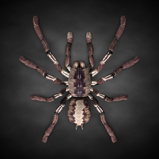 Primo piano del ragno tarantola. illustrazione 3d