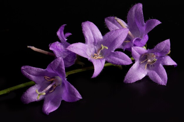 Primo piano del ramo della campana del campo di Otran (Campanula) su sfondo nero. Manifesto.