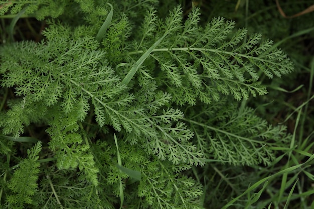 primo piano del ramo di achillea millefolium