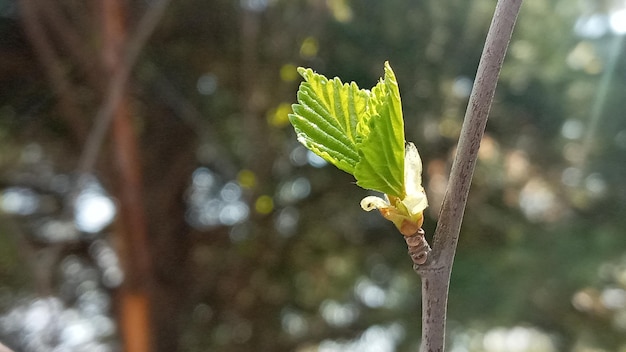 Primo piano del ramo di betulla del fuoco selettivo all'inizio della primavera piccole foglie e boccioli sfondo sfocato