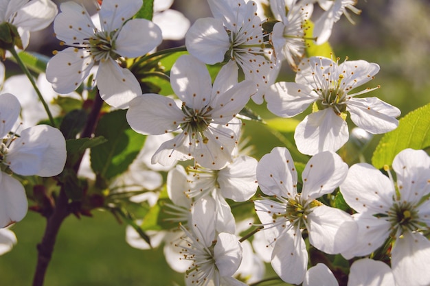 Primo piano del ramo di ciliegio che fiorisce in primavera