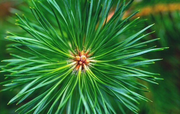 Primo piano del ramo di pino Aghi verdi al centro Foresta verde La bellezza della natura