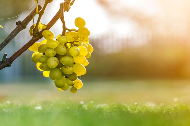 Primo piano del ramo di vite con foglie verdi e grappolo d'uva maturo giallo