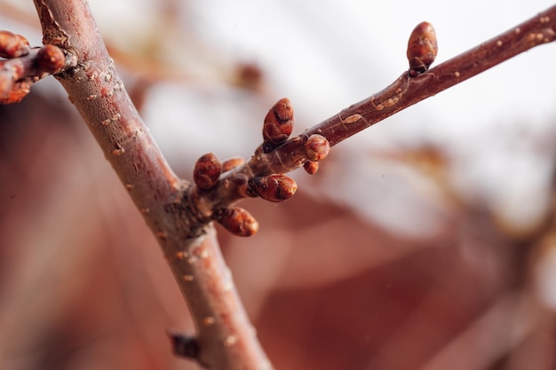 Primo piano del ramoscello di melo con piccoli boccioli non aperti su sfondo sfocato Bellezza della natura Inizio della straordinaria stagione di fioritura Tempo per gli amanti della natura di prendersi cura delle piante