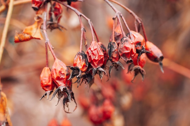 Primo piano del ramoscello di rosa canina pieno di vecchie bacche di colore rosso con macchie scure su sfondo sfocato Pianta sana per fare tee e trattamento Osservare la natura mentre si cammina nella foresta