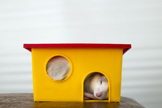 Primo piano del ratto domestico bianco divertente con i baffi lunghi che dorme nella casa di plastica gialla dell'animale domestico.