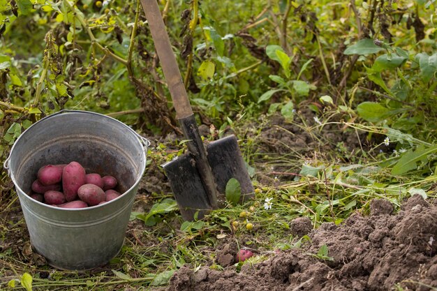 Primo piano del secchio di metallo da giardino con patate biologiche scavate e pala nel terreno Giardinaggio